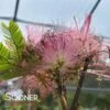COLD HARDY MIMOSA -plant sale shop DETA 3341