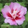 PURPLE PILLAR® ALTHEA 1 PURPLE PILLAR® ALTHEA -plant sale shop DETA 3353