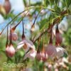 MARLEY'S PINK® WEEPING JAPANESE SNOWBELL -plant sale shop DETA 3379