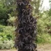 BLACK TOWER ELDERBERRY -plant sale shop DETA 3396