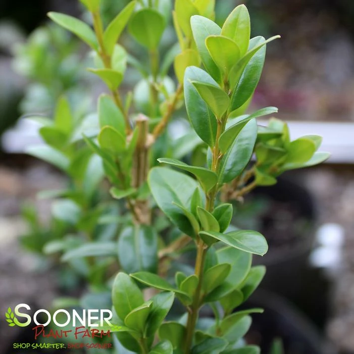 DEE RUNK BOXWOOD 3 DEE RUNK BOXWOOD