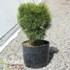 BIG TUNA MUGO PINE 1 BIG TUNA MUGO PINE -plant sale shop DETA 3545