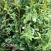 SHADOW SENTRY™ BOXWOOD -plant sale shop DETA 3562