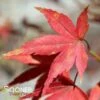 WILSON'S PINK DWARF UPRIGHT JAPANESE MAPLE -plant sale shop DETA 3670
