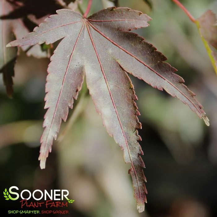 KOTO MARU DWARF UPRIGHT JAPANESE MAPLE 3 KOTO MARU DWARF UPRIGHT JAPANESE MAPLE