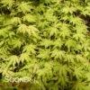 AKA SHIGITATSU SAWA UPRIGHT JAPANESE MAPLE -plant sale shop DETA 3675