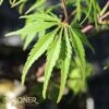 EAGLE CLAW UPRIGHT JAPANESE MAPLE 2 EAGLE CLAW UPRIGHT JAPANESE MAPLE -plant sale shop DETA 3677
