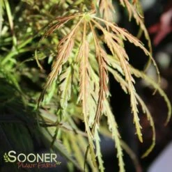 EMMA WEEPING JAPANESE MAPLE