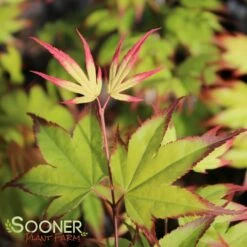 TSUMA GAKI UPRIGHT JAPANESE MAPLE