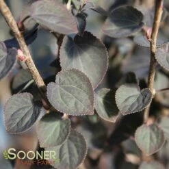 RED FOX KATSURA TREE