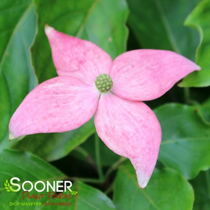 SCARLET FIRE™ KOUSA DOGWOOD 3 SCARLET FIRE™ KOUSA DOGWOOD