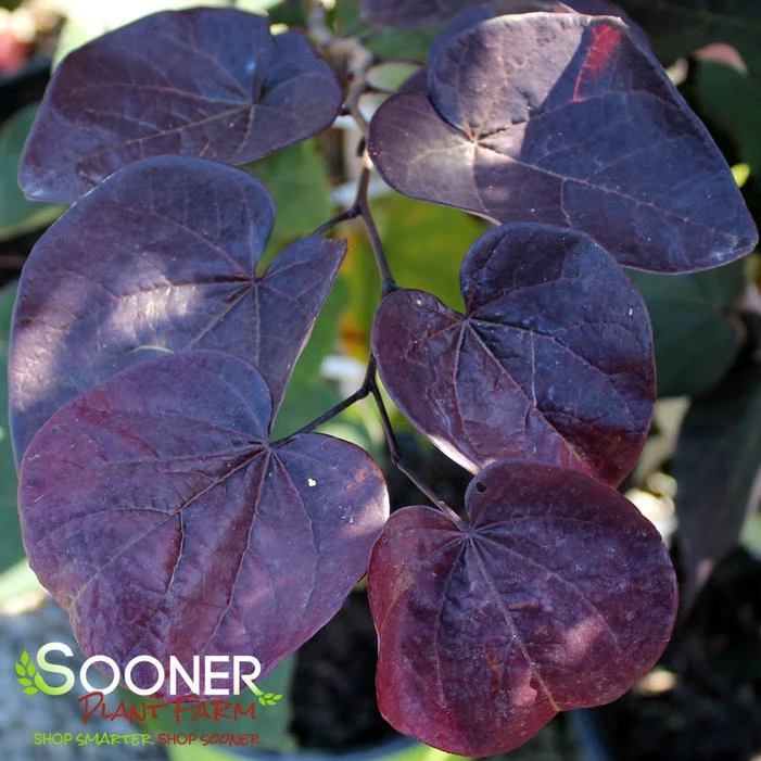 BLACK PEARL™ REDBUD 4 BLACK PEARL™ REDBUD - Image 2