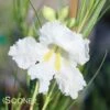 HOPE WHITE DESERT WILLOW 1 HOPE WHITE DESERT WILLOW -plant sale shop DETA 3785
