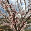 COTTON CANDY™ REDBUD -plant sale shop DETA 3831