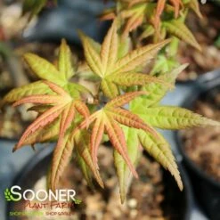 CORAL MAGIC UPRIGHT JAPANESE MAPLE -plant sale shop DETA 3855