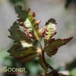 HANEZU HAGOROMO UPRIGHT JAPANESE MAPLE