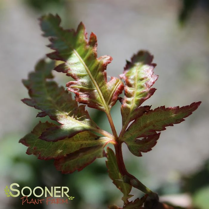 HANEZU HAGOROMO UPRIGHT JAPANESE MAPLE 3 HANEZU HAGOROMO UPRIGHT JAPANESE MAPLE