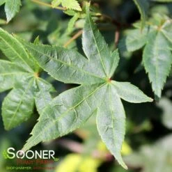 KATSURA NISHIKI UPRIGHT JAPANESE MAPLE -plant sale shop DETA 3861