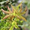 RADIANT™ UPRIGHT JAPANESE MAPLE -plant sale shop DETA 3862