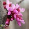 PINK HEARTBREAKER WEEPING REDBUD -plant sale shop DETA 3870