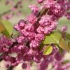 PINK POM POMS REDBUD -plant sale shop DETA 3874