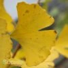 PRINCETON SENTRY® GINKGO -plant sale shop DETA 3875