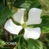 VENUS® DOGWOOD 1 VENUS® DOGWOOD -plant sale shop DETA 3918