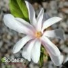 LEONARD MESSEL MAGNOLIA 1 LEONARD MESSEL MAGNOLIA -plant sale shop DETA 3927