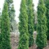 FULL SPEED A HEDGE® THIN MAN® ARBORVITAE -plant sale shop DETA 3934