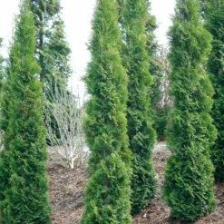 FULL SPEED A HEDGEĀ® THIN MANĀ® ARBORVITAE