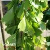 SARATOGA GINKGO -plant sale shop DETA 4072