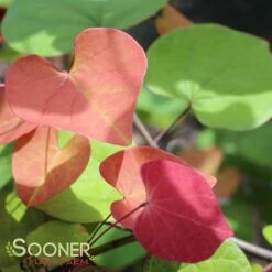 FLAME THROWER® REDBUD -plant sale shop DETA 4074