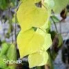 GOLDEN FALLS® WEEPING REDBUD -plant sale shop DETA 4075