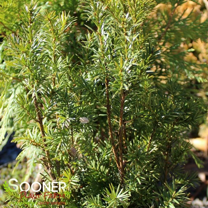 H.M. EDDIE UPRIGHT YEW 3 H.M. EDDIE UPRIGHT YEW