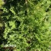 EMERALD GREEN ARBORVITAE 1 EMERALD GREEN ARBORVITAE -plant sale shop DETA 417