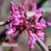LAVENDER TWIST™ WEEPING REDBUD 1 LAVENDER TWIST™ WEEPING REDBUD -plant sale shop DETA 431