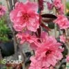 PINK CASCADE WEEPING ORNAMENTAL PEACH 2 PINK CASCADE WEEPING ORNAMENTAL PEACH -plant sale shop DETA 4342