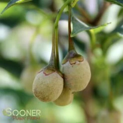 SNOWCONE® JAPANESE SNOWBELL -plant sale shop DETA 4351