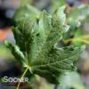 FLASHFIRE® CADDO SUGAR MAPLE -plant sale shop DETA 4359