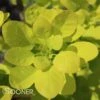 GOLDEN SPIRIT SMOKETREE -plant sale shop DETA 437