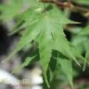 NISHIKI GAWA UPRIGHT JAPANESE MAPLE -plant sale shop DETA 4398