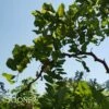TWISTY BABY™ BLACK LOCUST 2 TWISTY BABY™ BLACK LOCUST -plant sale shop DETA 445