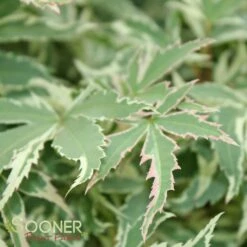 BUTTERFLY UPRIGHT JAPANESE MAPLE -plant sale shop DETA 45