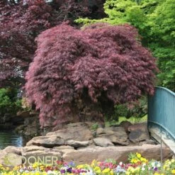 CRIMSON QUEEN WEEPING JAPANESE MAPLE -plant sale shop DETA 46