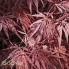 INABA SHIDARE WEEPING JAPANESE MAPLE -plant sale shop DETA 460