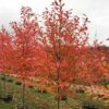 FOREST FIRE™ BLACKGUM -plant sale shop DETA 4722