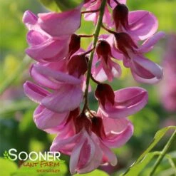 PURPLE ROBE™ BLACK LOCUST 6 PURPLE ROBE™ BLACK LOCUST -plant sale shop DETA 4741