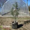 WHITE MOUNTAIN EASTERN WHITE PINE -plant sale shop DETA 4760
