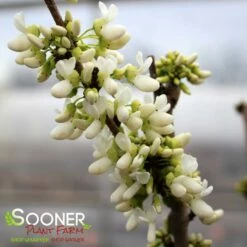 WHITE CHINESE REDBUD -plant sale shop DETA 4777