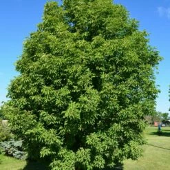 LAVABURST® OHIO BUCKEYE -plant sale shop DETA 4788
